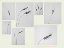 Load image into Gallery viewer, Issue no 6